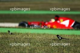Esteban Gutierrez (MEX) Ferrari SF15-T Test and Reserve Driver passes birds in the grass. 13.05.2015. Formula 1 Testing, Day Two, Barcelona, Spain, Wednesday.